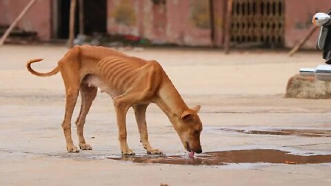 More than 10000 of parasites on puppy after Lady take a bathing