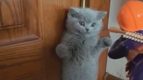 Cute and funny cats and dogs videos compilation 2021