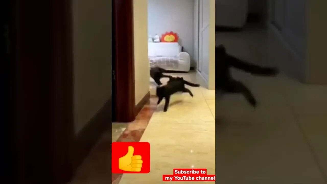 cats drift / funny cats / funny videos #Nature_Animals_Videos