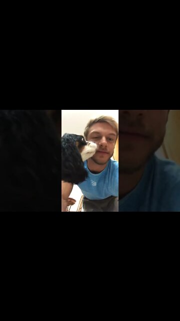 Cavalier King Charles Spaniels love me