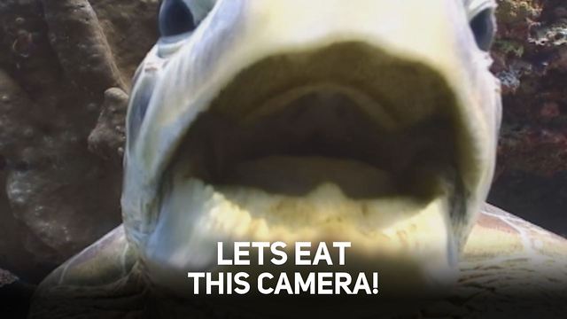 Sealife vs Camera Crew: Top 10 Cutest Attacks