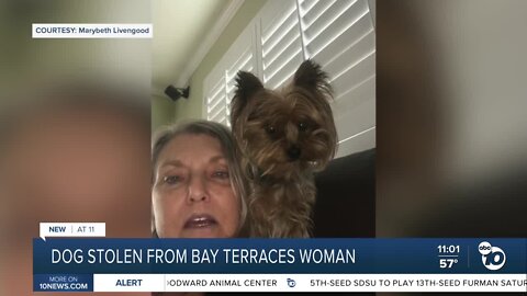 Dog owner searching for Teacup Yorkie after it was stolen near home.