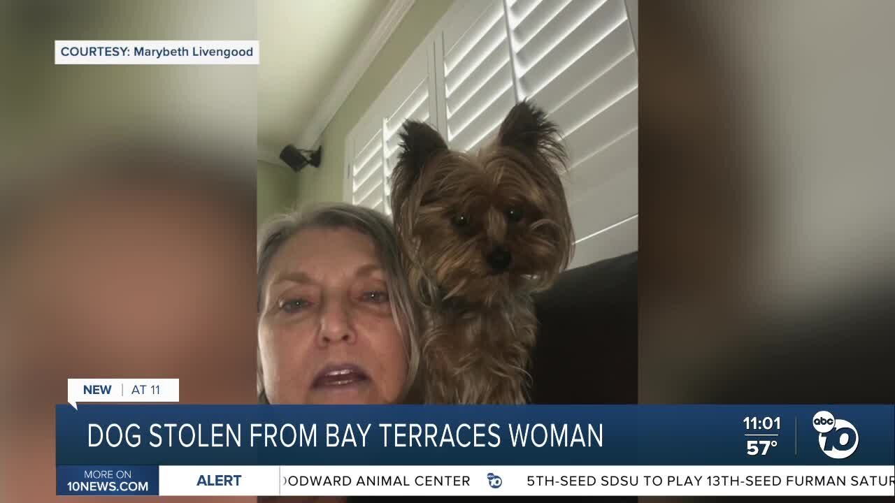 Dog owner searching for Teacup Yorkie after it was stolen near home.