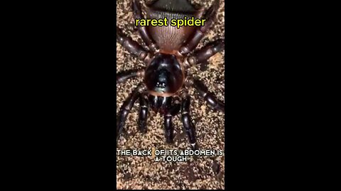 amazing spider
