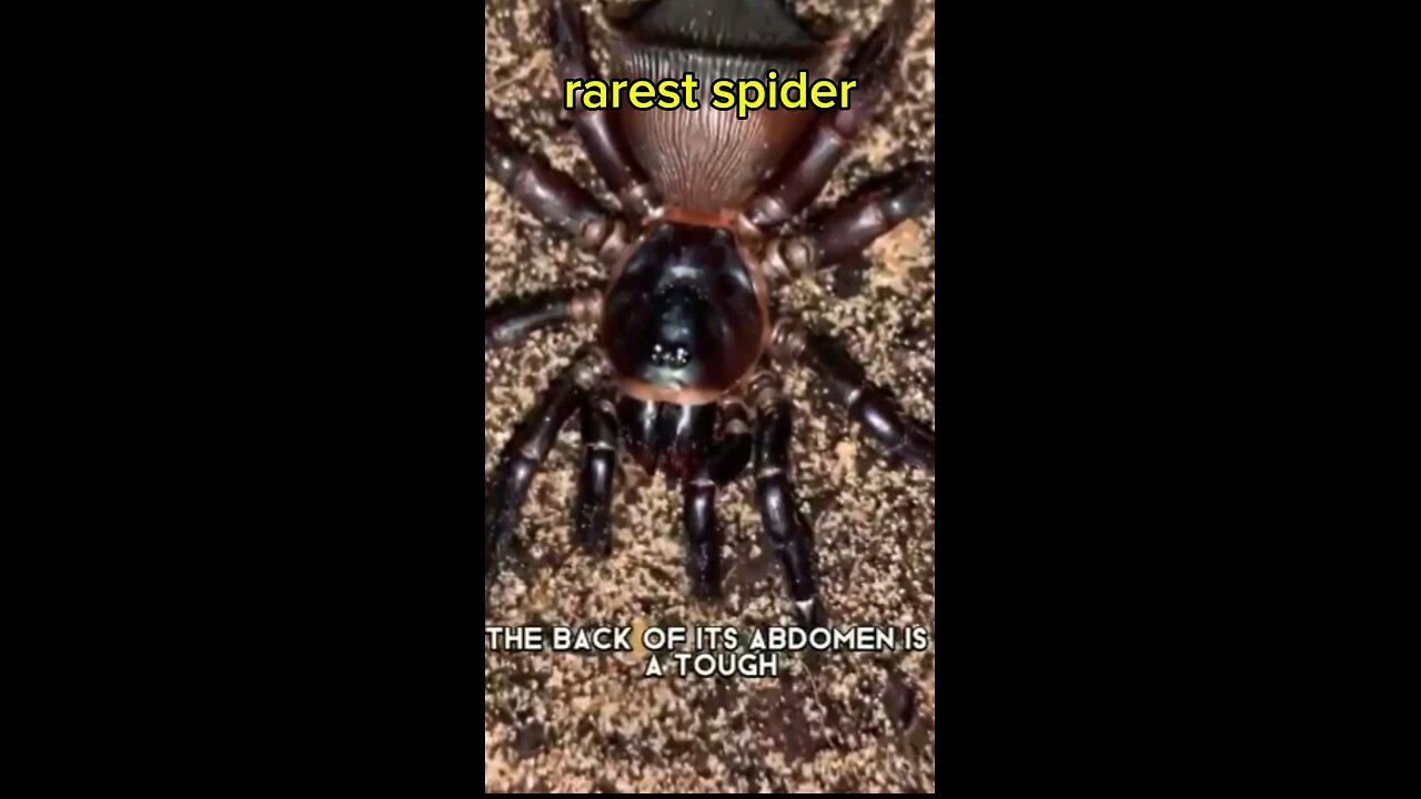 amazing spider