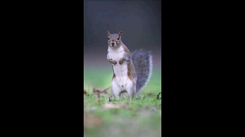 BEST FUNNY ANIMALS 2024