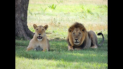 Hilarious! Lioness attempting to lure an uninterested lion to mate