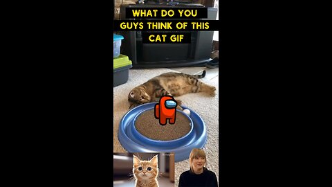 Cute Cat Gif