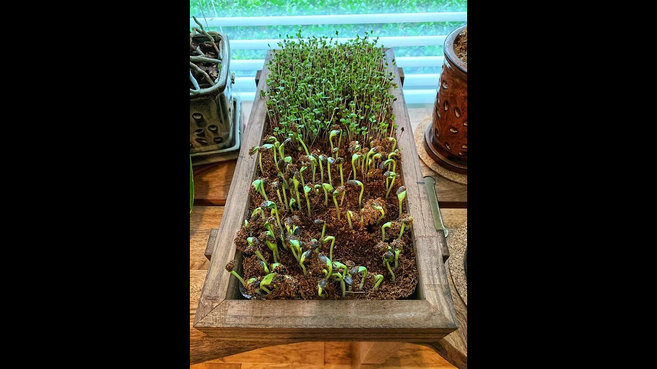 Organic Microgreens Growing Kit with Beautiful Wooden Countertop Planter, Soil & Organic Sunflo...
