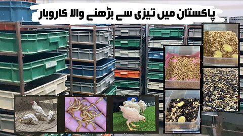 How to Start and Succeed in Mealworms Farming