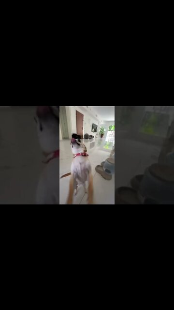 The Angry Niki Chihuahua Loves Candy