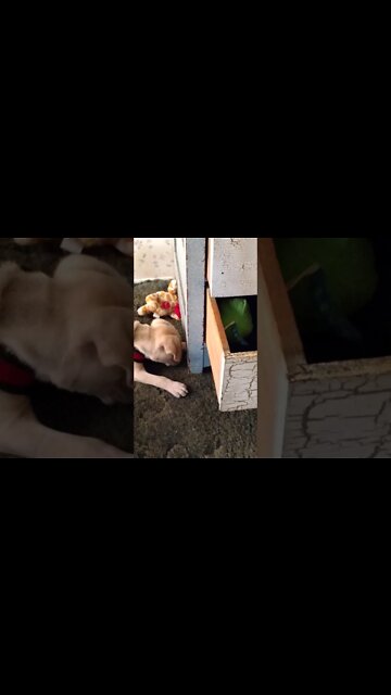 Where did he go George? Lord Belvedere playing with Piggy