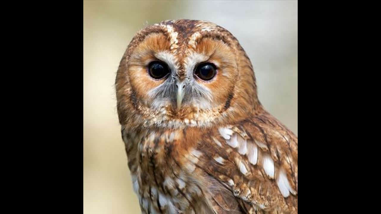 Tawny Owl Talking