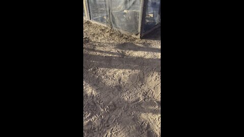 Afternoon chicken check and egg collection