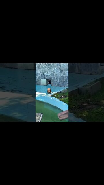 Sea Otters looking for food