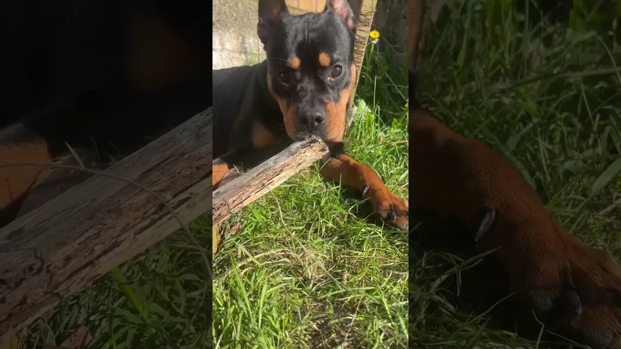 Cutest Dog Relaxing Chewing Stick 🐶 YouTube (must watch) [4K]#shorts #short #asmr #viral #trending