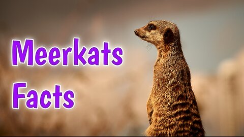 Meerkat Have Sophisticated Social lives.