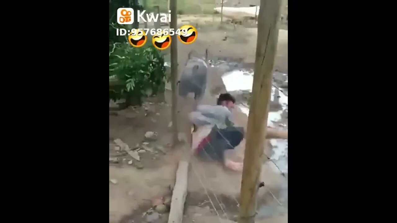 Não deu certo! #shorts #viral #porco #queda