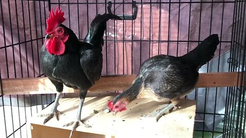 Australian Pit Game Bantams - flame breasted