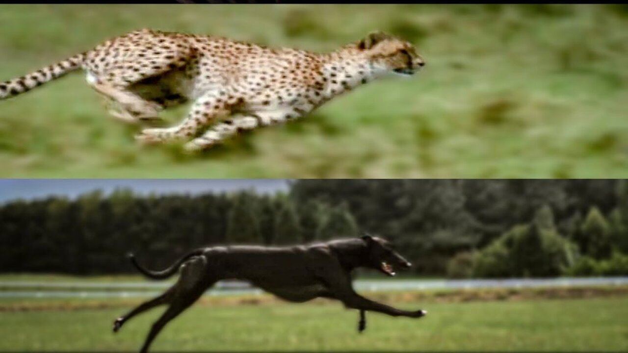 A greyhound could outrun a cheetah