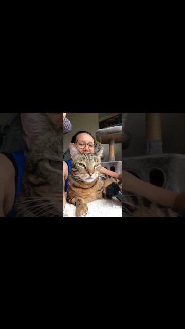 Just Jericho purring #jesscaticles #shorts