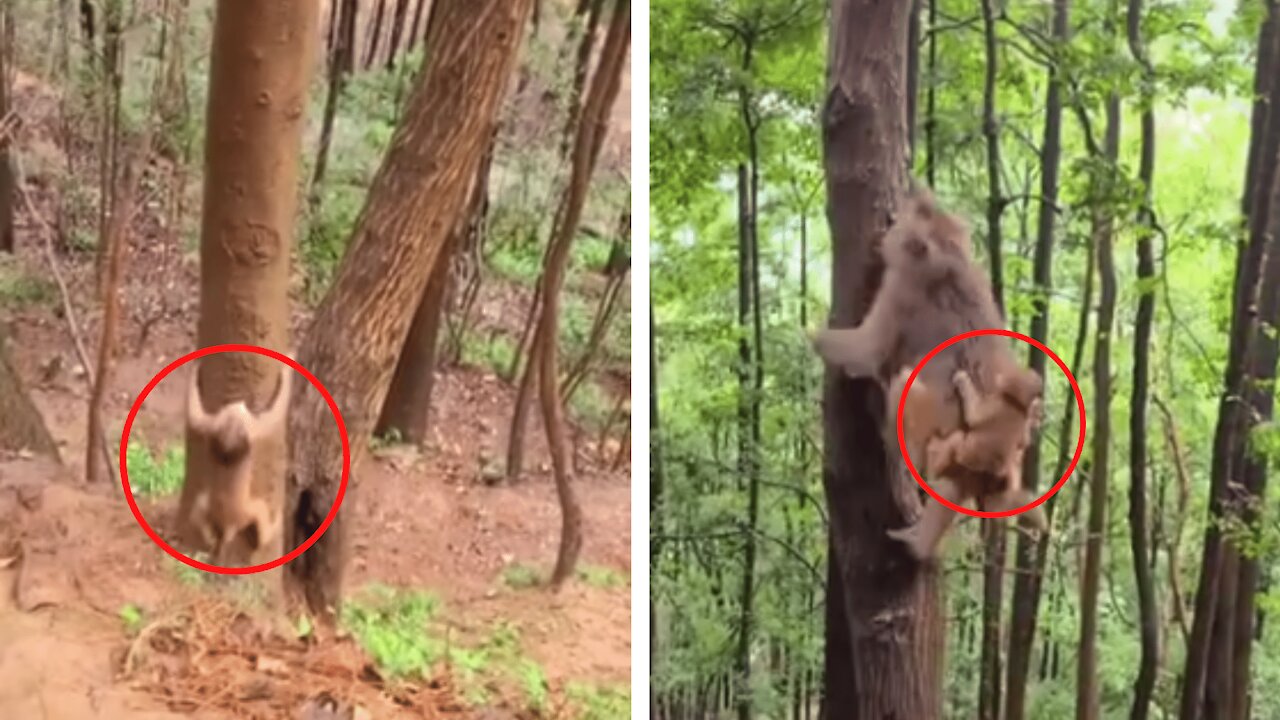 Baby monkey is afraid of mother abandonment - Instinct has strong hands - Funny Monkey