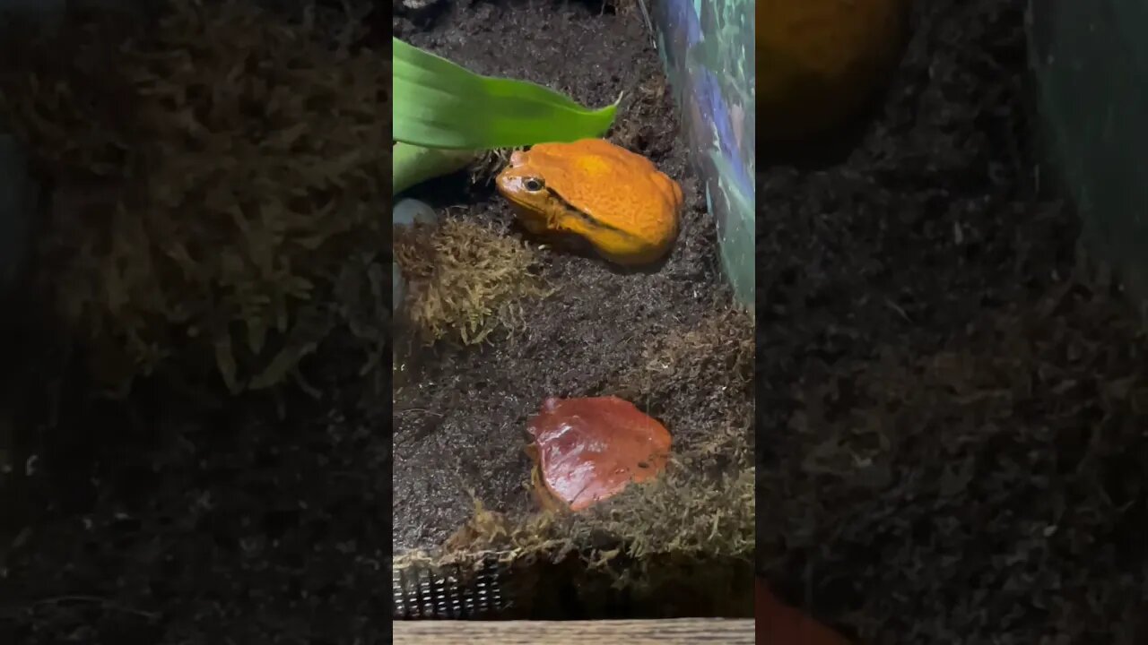 Tomato Frogs at Florida Aquarium