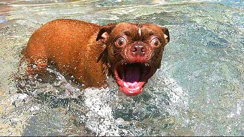 🤣 Funniest 😻 Cats and 🐶 Dogs - Awesome Funny Pet Videos 😇