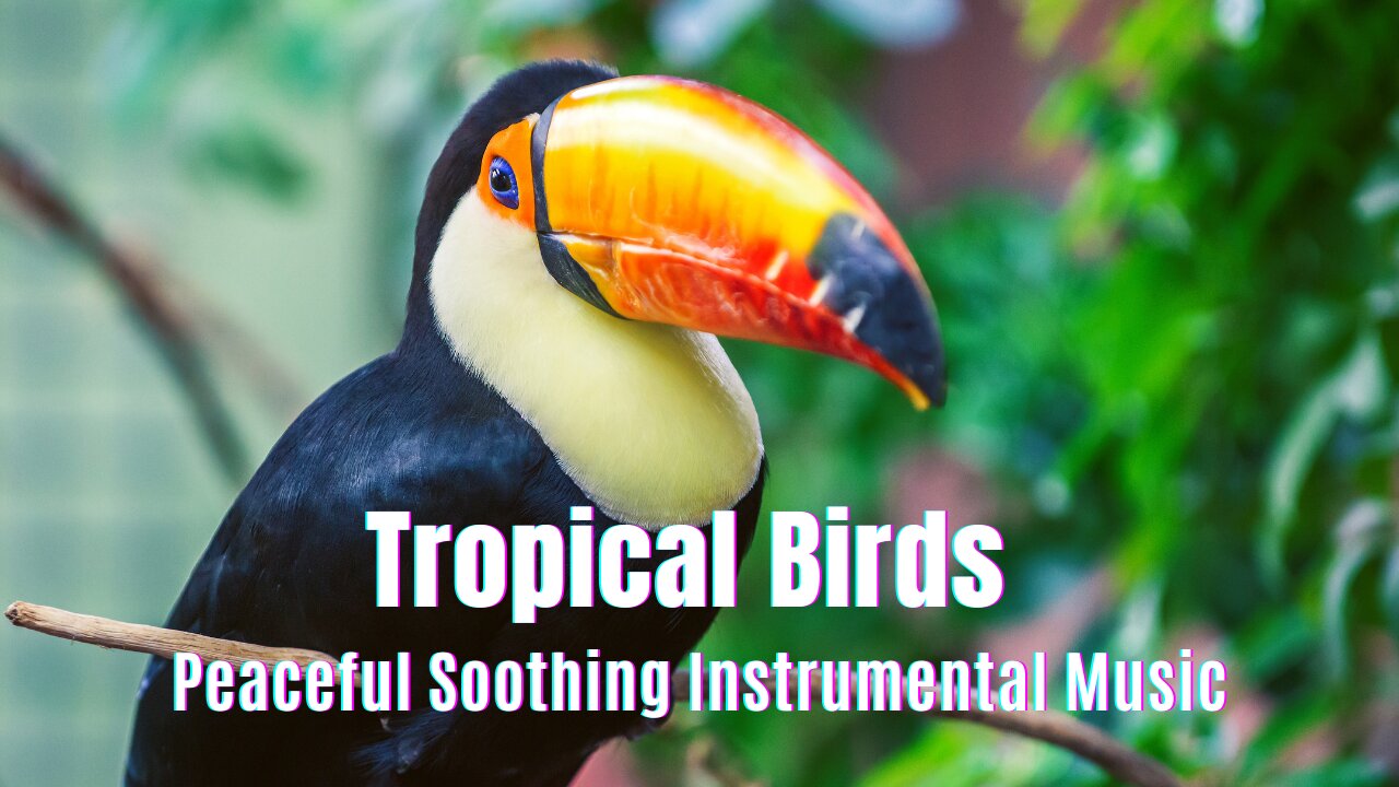 Tropical Birds 🦜Beautiful Relaxing Music, 🎼 Peaceful Soothing Instrumental Music