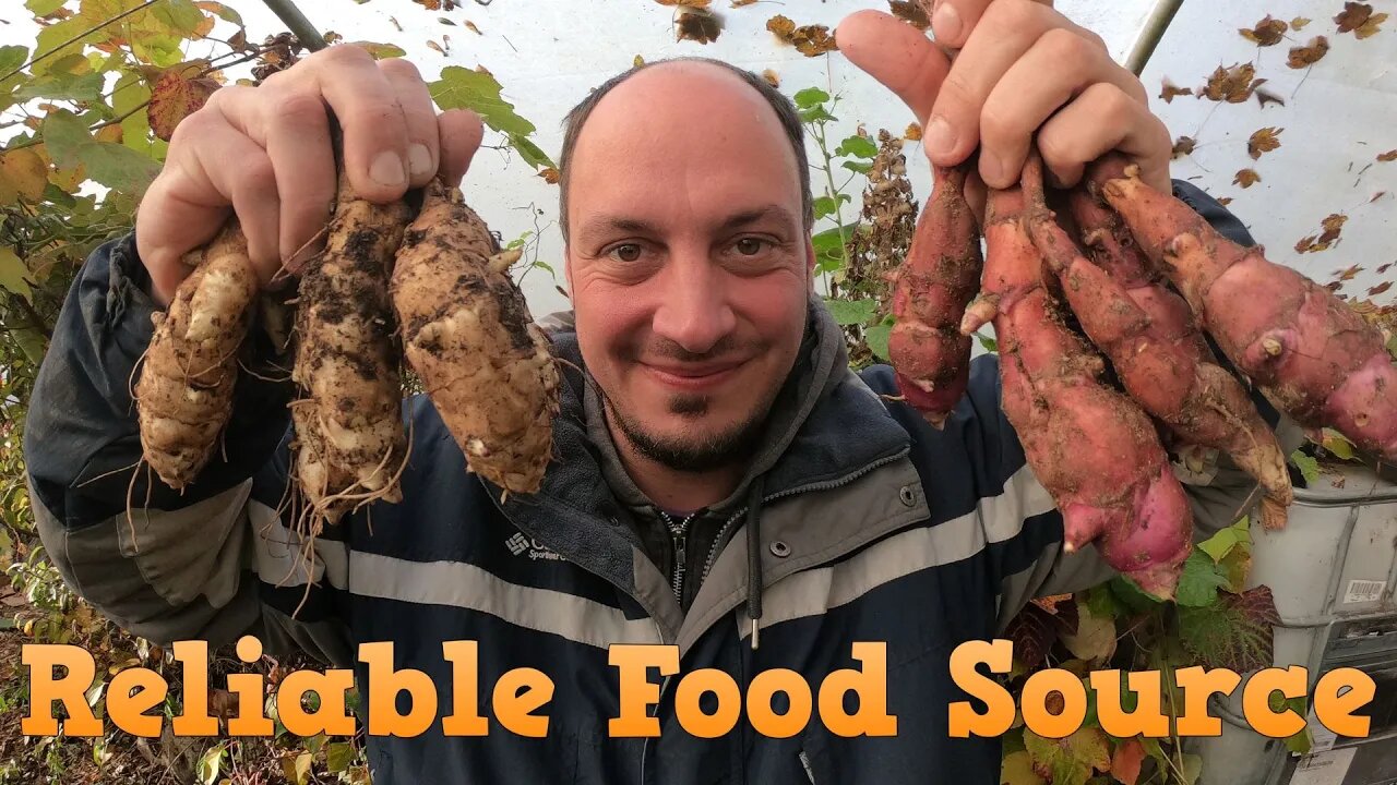 Early Jerusalem Artichoke Harvest (Sunchokes)