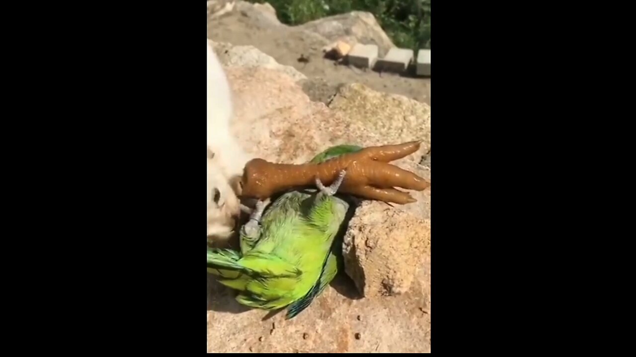Cat & Dog having fun with parot