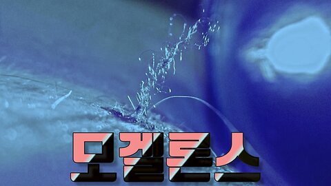 모겔론스(스타닝거 박사)