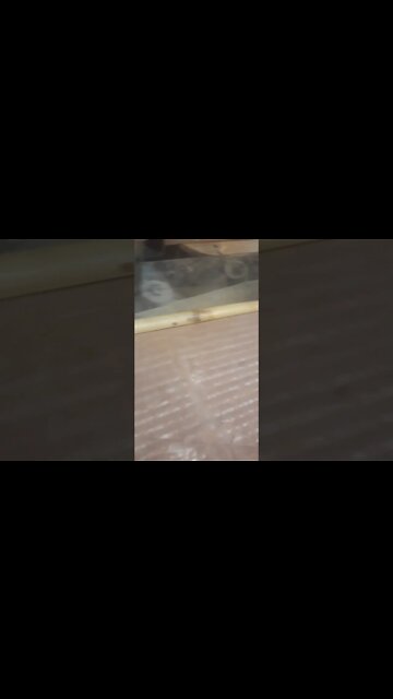 moldura de bambu cana da Índia