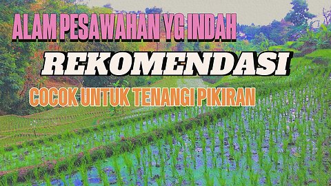 Tranquil Paddy Fields: Meditation with Nature Sounds