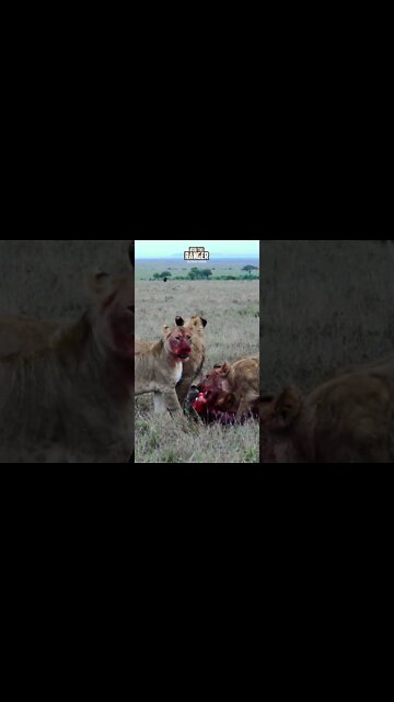 Lions Chew A Gnu | Saturday #shorts