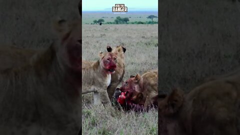 Lions Chew A Gnu | Saturday #shorts