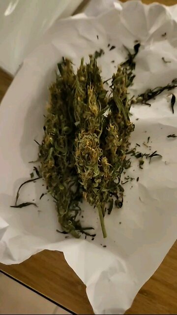 I GOT SCAMMED IN TURKEY.. THEY SOLD ME BUSH WEED TRASH 😂😷