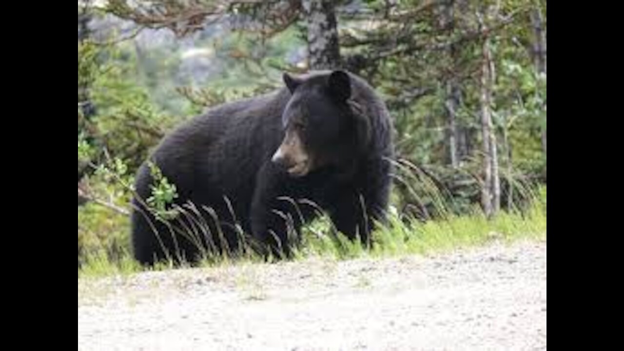 A little bear with its mother eating plants