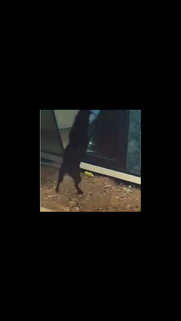 Funny dogs and cats videos | Funny and cat cute videos | Best Funny Animal videos | Shorts-2