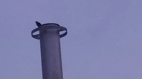 FROSTPROOVE FLORIDA UNITED STATES OF AMERICA 🇺🇸 BIRDS 🐦