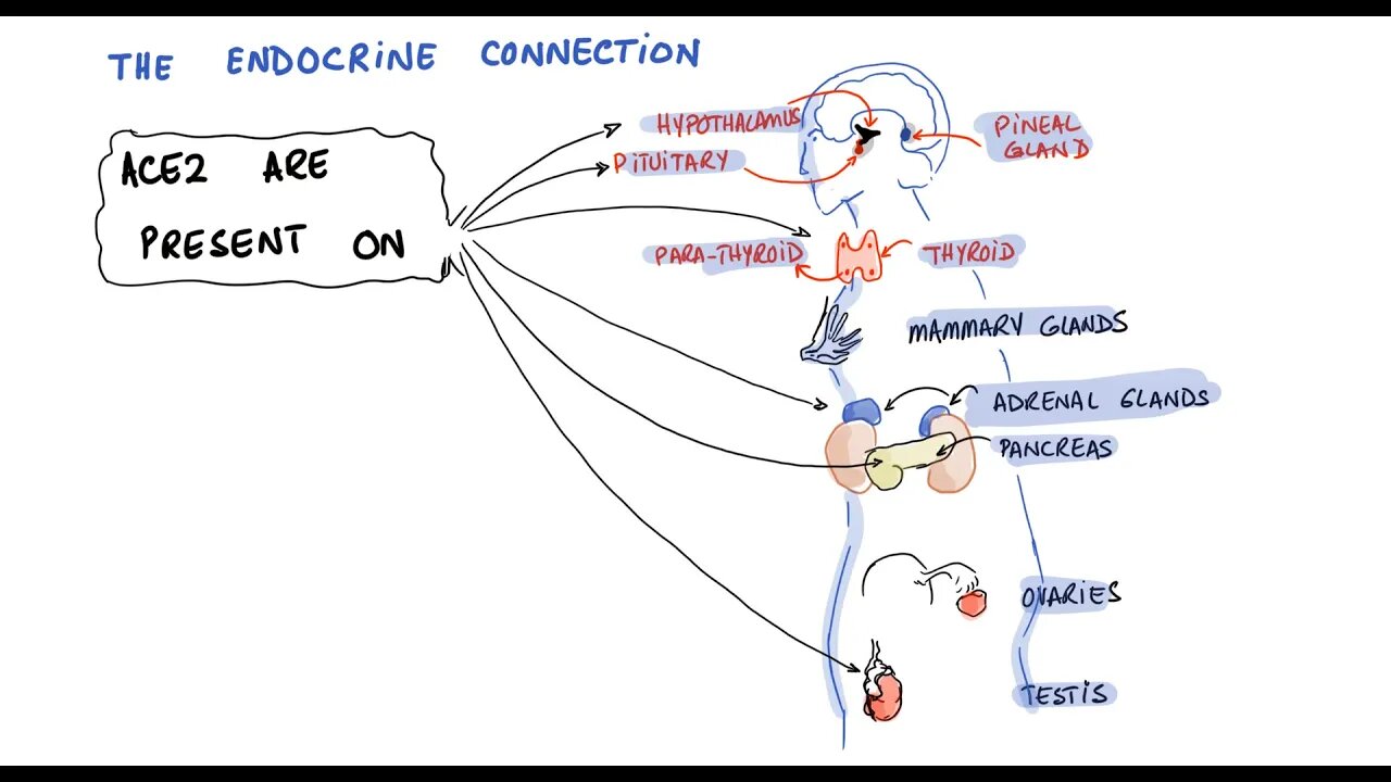 Hormone Disruption in Long COVID