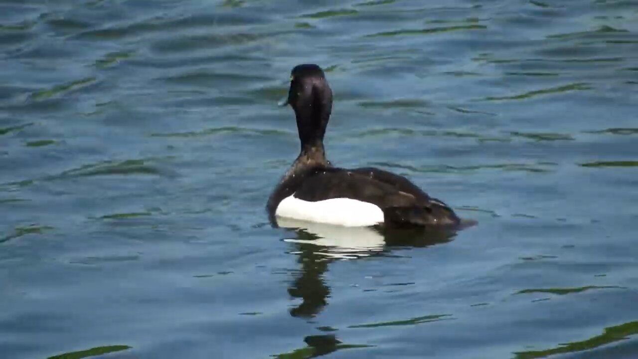 The tufted duck is a medium-sized diving duck, smaller than a mallard. It is black. Aythya fuligula