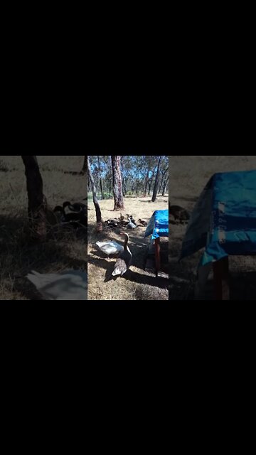 Good Morning Geese and Ducklings