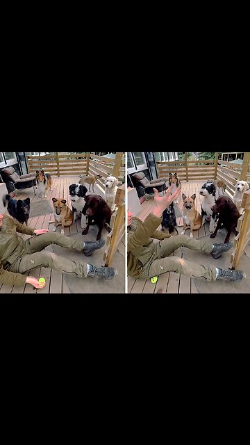 Dude Leaves Dogs Puzzled With Hilarious Tennis Ball Prank