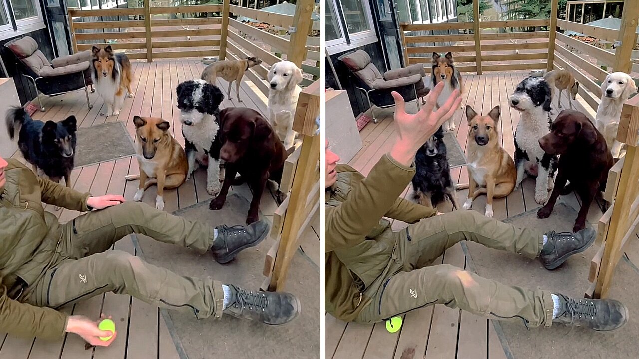 Dude Leaves Dogs Puzzled With Hilarious Tennis Ball Prank