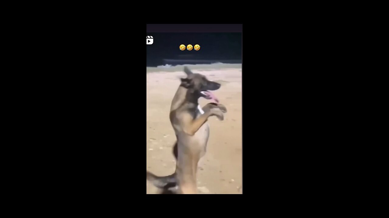 Funny animals dog 🤣😂😂🤣😂🤣