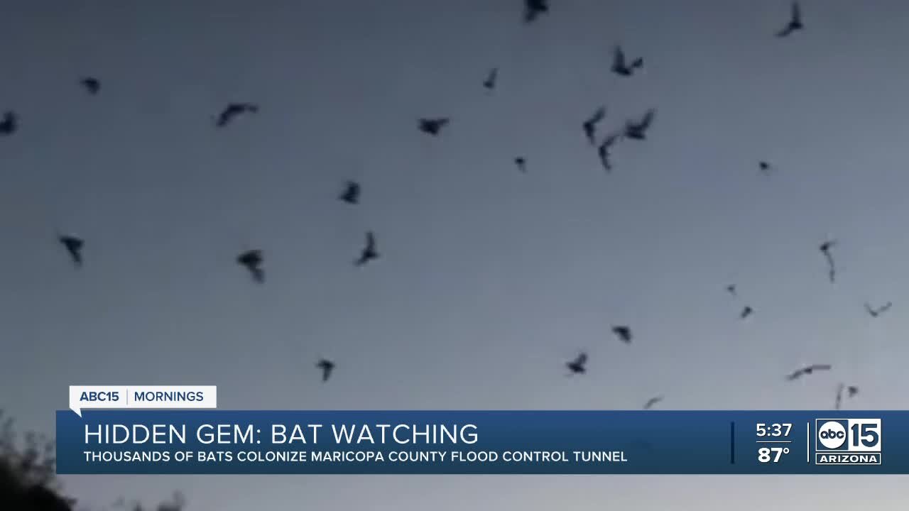 Hidden Gem: Where to watch thousands of bats colonize in the Valley