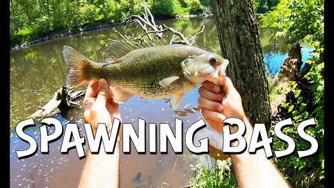 Getting stubborn bedding bass to bite!