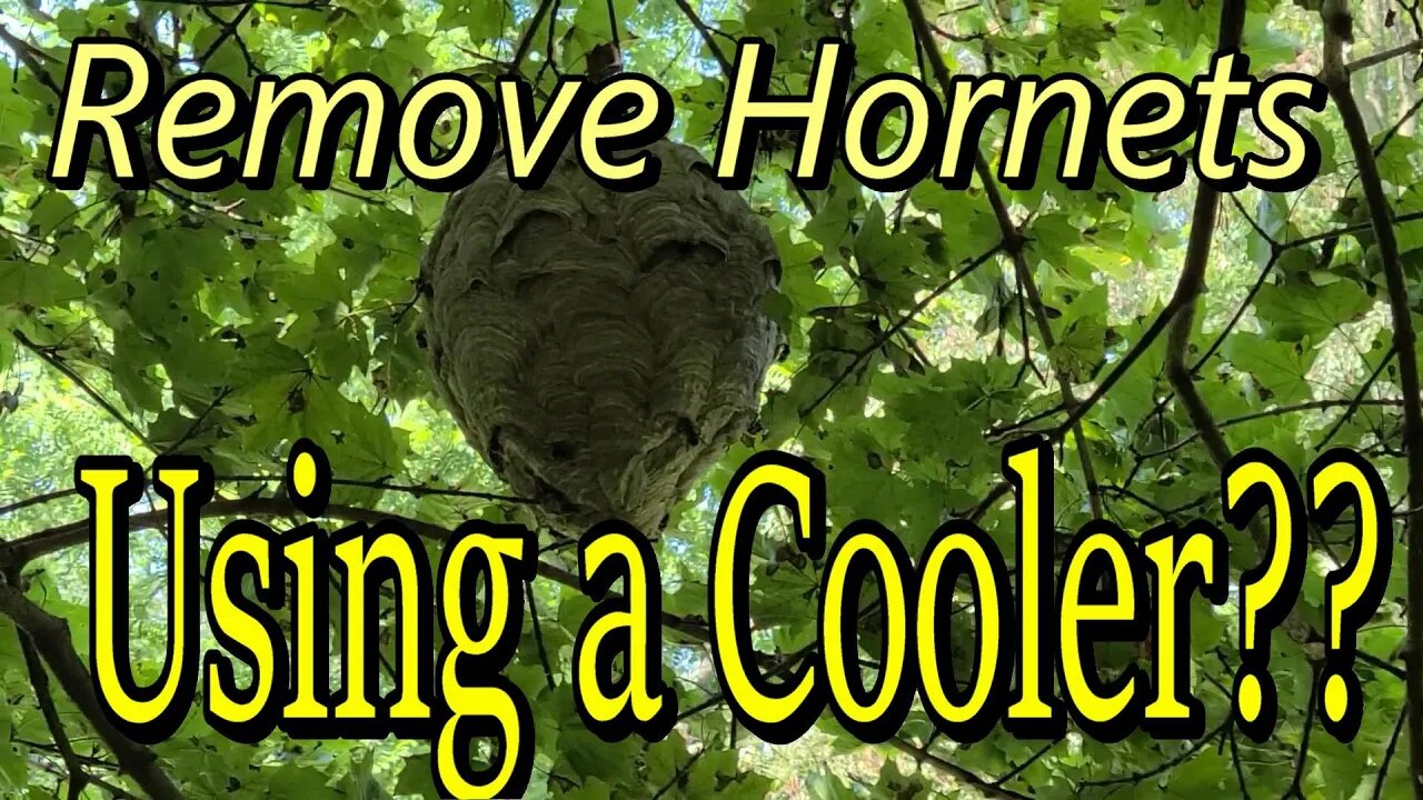 Hornets Nest Removal with a Cooler and Pole Saw