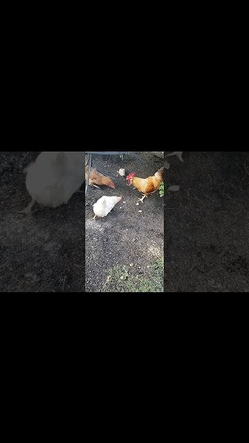 He's A Good Rooster #chickenshorts #chickens #freerangechickens #happyhens